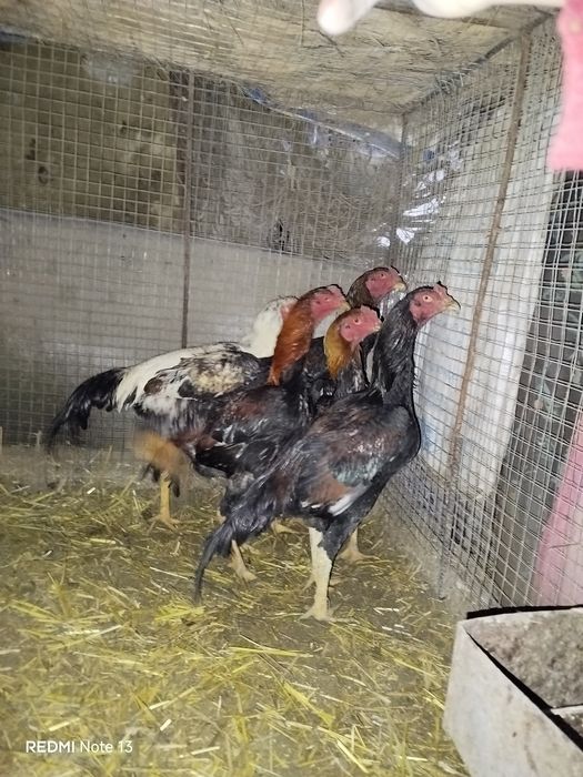 Kulangi xo'roz jujalar