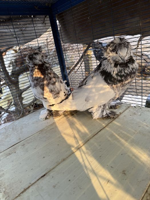 Uriasi maghiari perfecti sanatosi