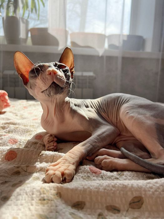 Бронь котят сфинкс