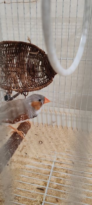 Продам амадинов с клеткой