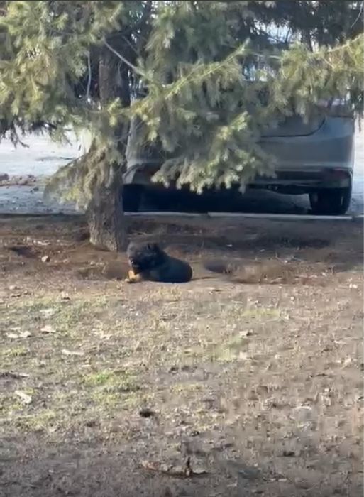 Собаки в хорошие руки