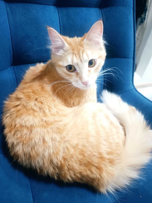 Девочка милашка, стерилизованная