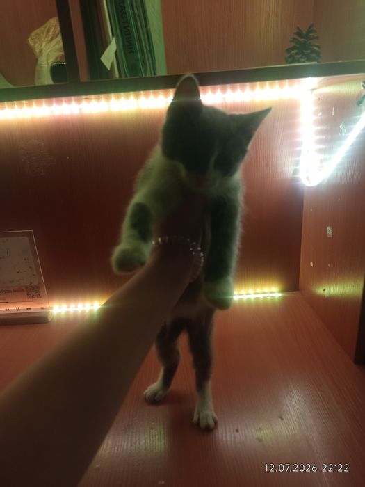 Отдаю котенка в добрые руки