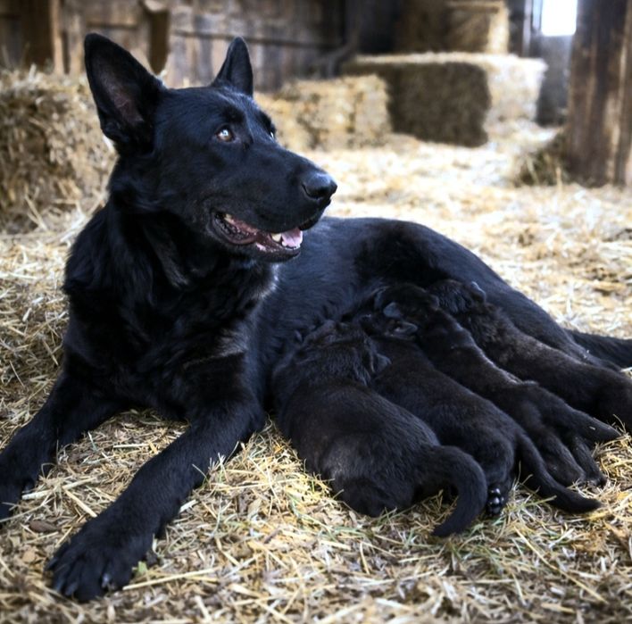 Pui ciobănesc german