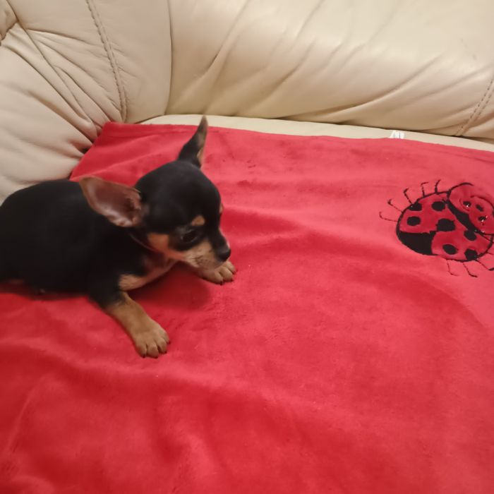 Băiețel Pinscher Pitic Toy