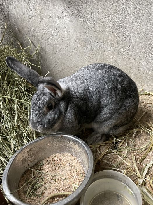 Продам кроликов 1.5 месяца