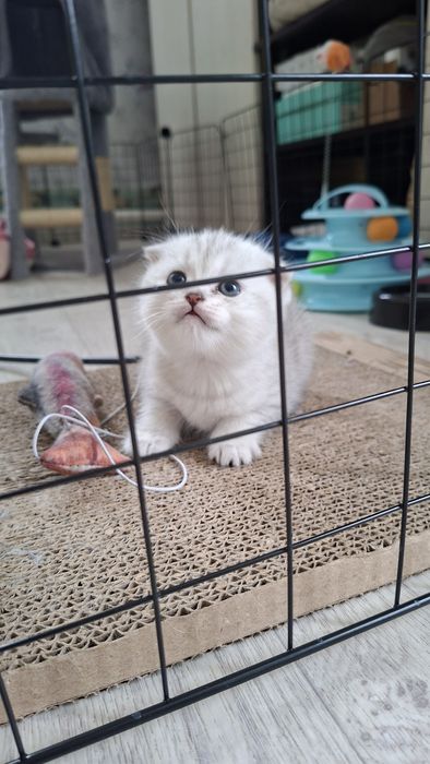 Породистые котята 40