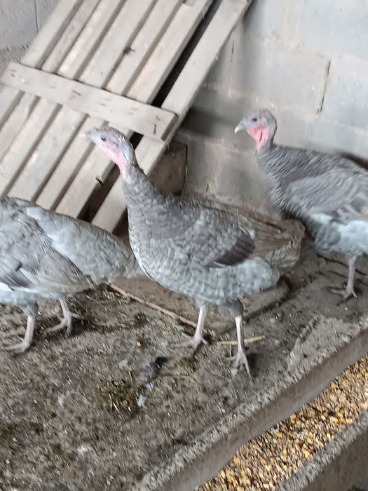 Индюшки     индюшки