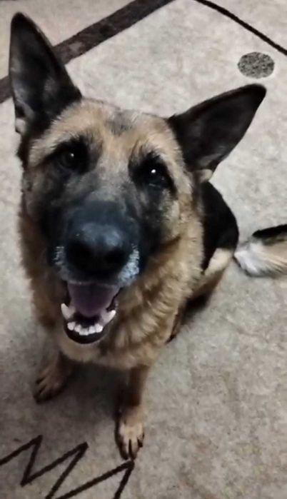 Поиск Собака Овчарка