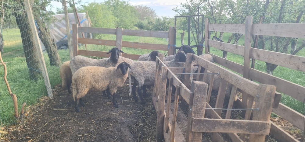 Oi suffolk și carabase  de vanzare