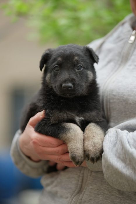 Щенки восточно европейской овчарки