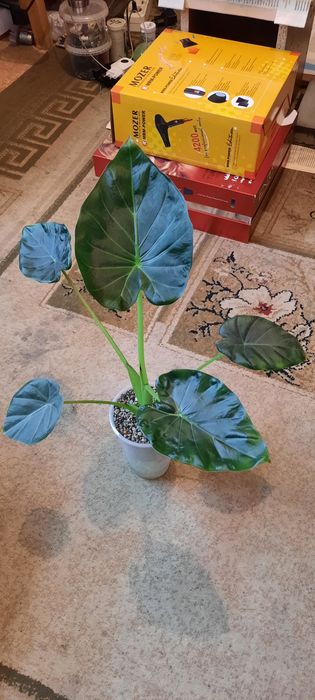 Алоказия Регал Шилдс