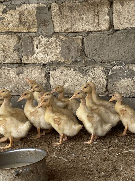 утка птицы сатылады