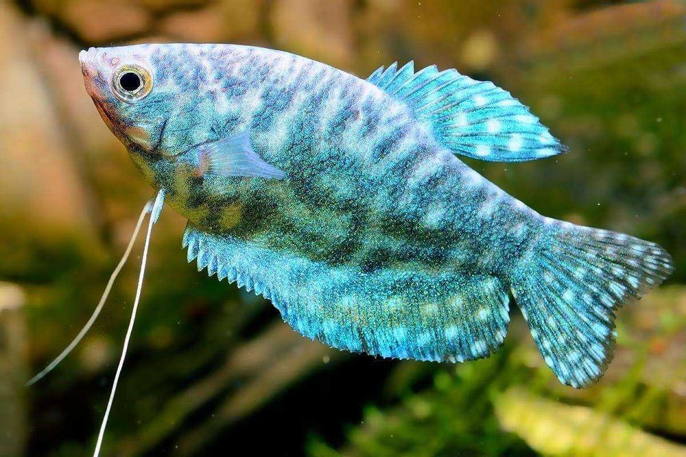 Продается мраморный гурами