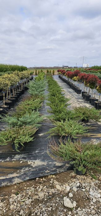 Tuia leylandi ( chamaecyparis) pon pon - spirala-