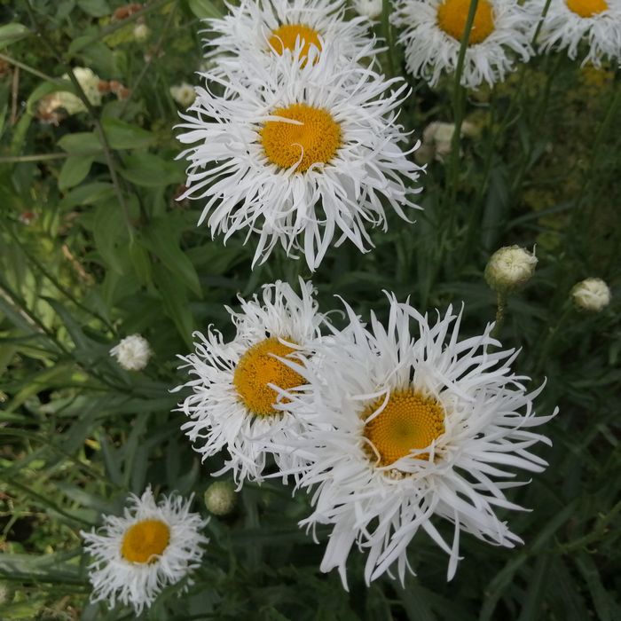 Продам садовые цветы