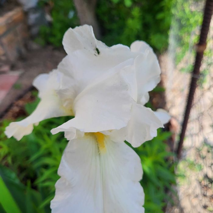 Продам луковицы ирисов