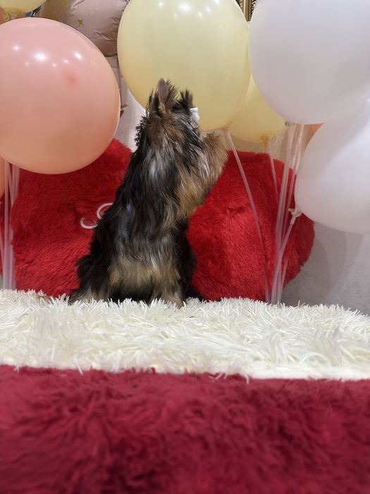 Супер малыш йоркширский терьер