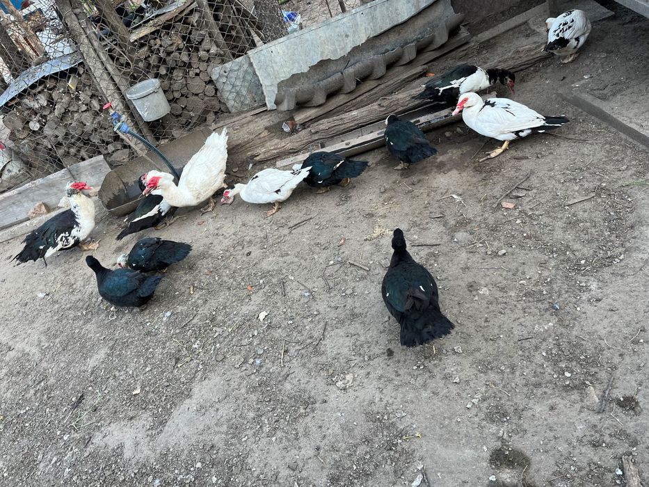 Rațe lesesti mute