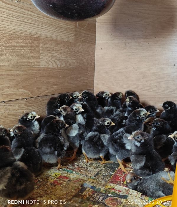 Vând pui wyandotte argintiu!