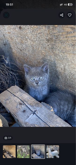 Отдам котят в добрые руки!