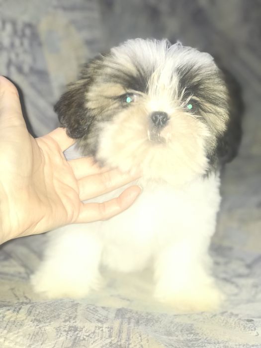 Ши-тцу малыши. Шитцу