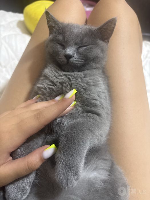 Кошка породстая