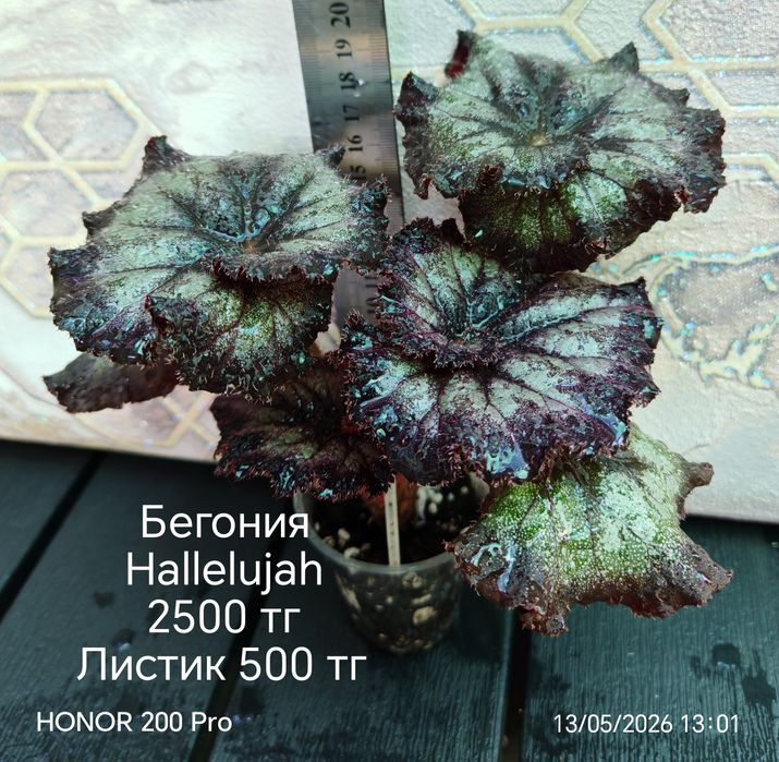 Комнатные цветы. Бегонии.