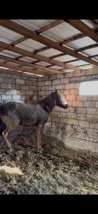 6 ай бағылған семіз 5 жасар байтал сатылады 2 бас