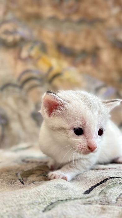 Отдам котёнка в добрые руки