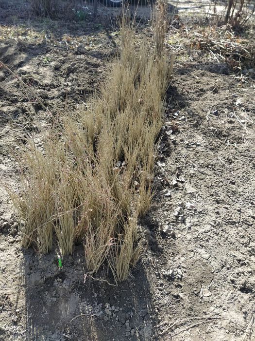 Puieti maces 30 50cm gladita roscov 40 50 cm