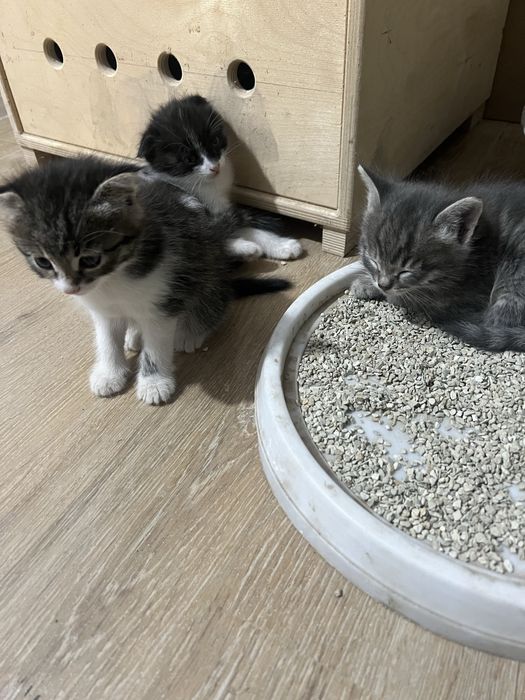 Отдам котят в хорошие , добрые руки