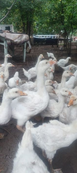 Продам хороших гусей