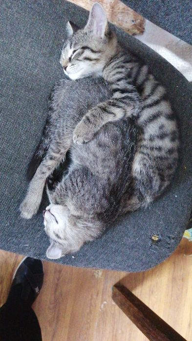 Котята, мать крысолов, мальчик и девочка