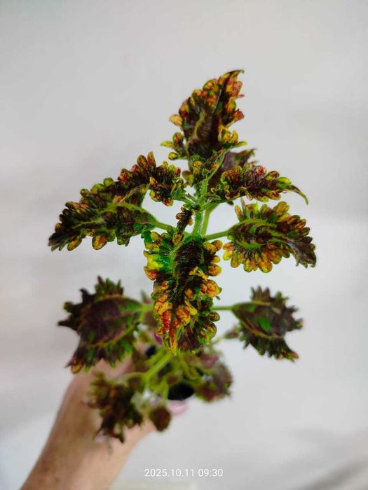 Комнатные цветы.