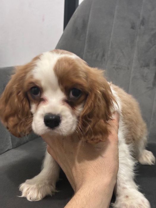 Diponibil cățel King Charles