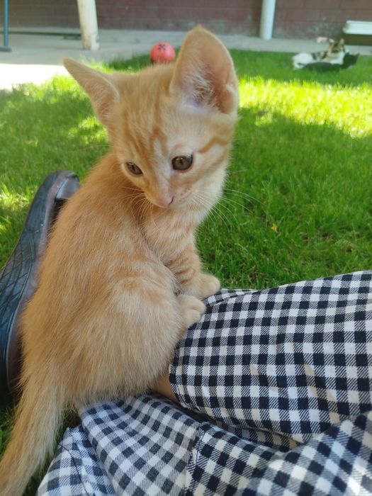 Отдам кошку даром