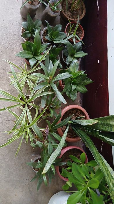 UYDA  Ustirilgan Gullar