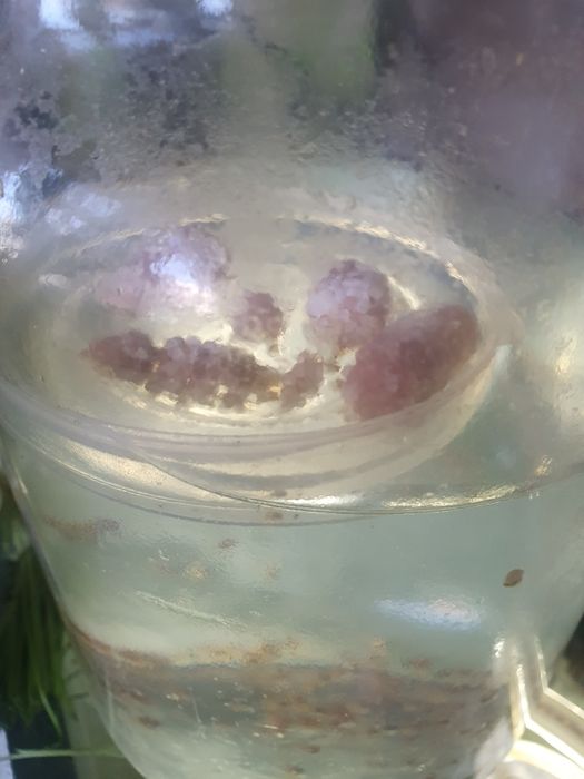 Улитки маленькие симпатюльки