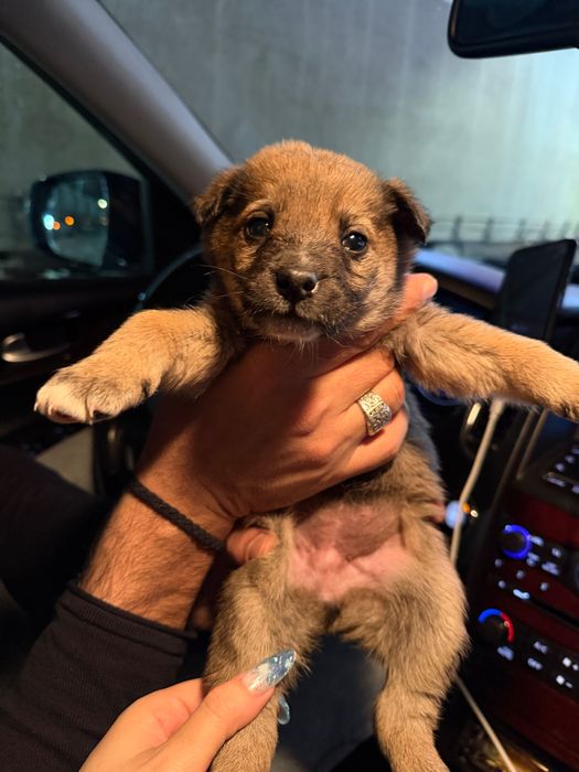 Щенки СРОЧНО Усть-Каменогорск