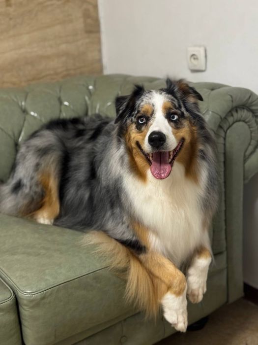 Стрижка и уход для собак