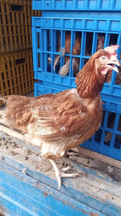 Продам кур Ломан Браун