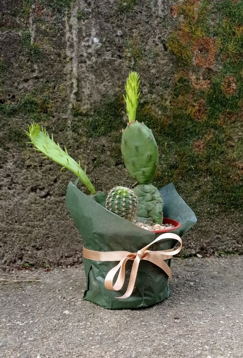 Цветя за 8-ми март, цвете за градината, седуми в саксия, кактуси