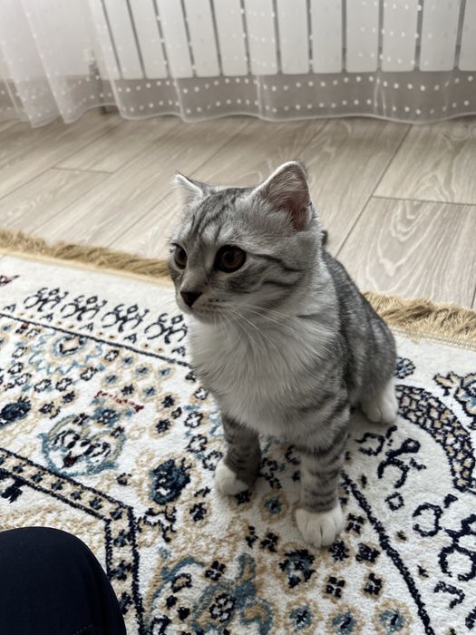 Котёнок котята кошки