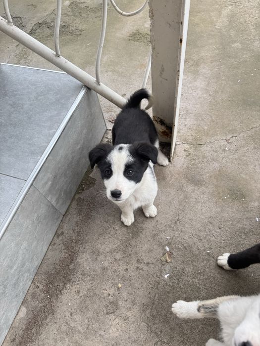 домащние щенята