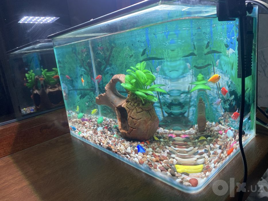 Akvarium baliqlari va jihozlari bilan