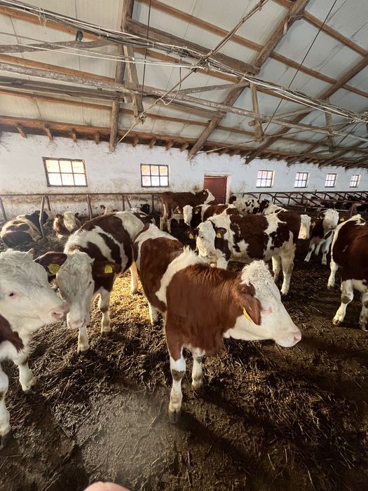 Vand juninci montbeliard