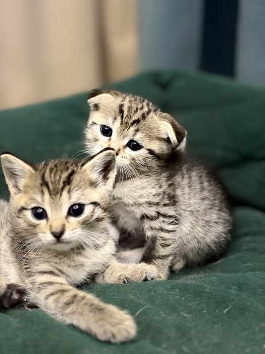 Отдам котят за шоколадку