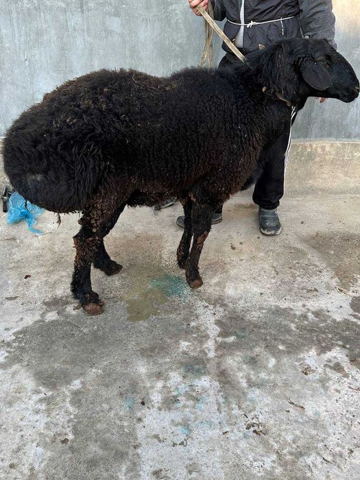 Qo'chqor Қўчқор сотилади