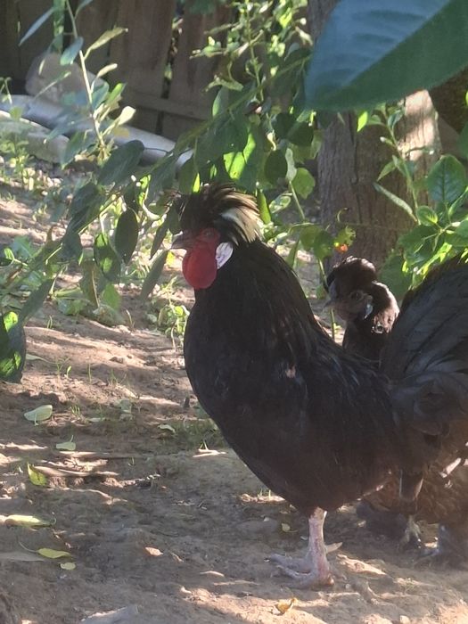 Familie moțată olandeză